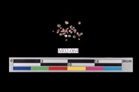 藏品(鋯石)的圖片